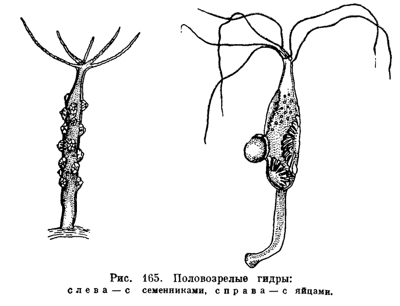 Кракен тор это